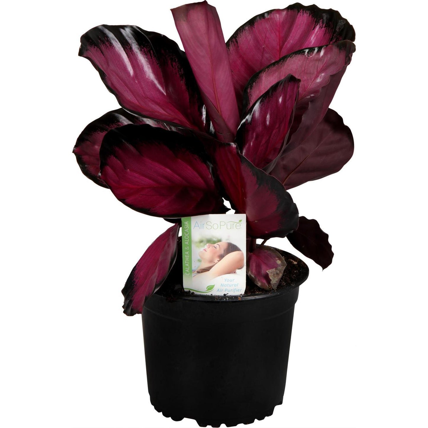 Calathea roseopicta 'Rosy'