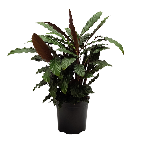 Calathea rufibarba