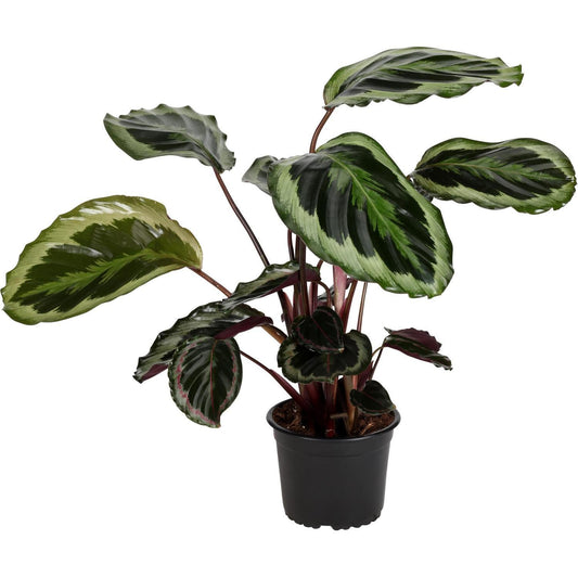 Calathea roseopicta 'Shinestar'