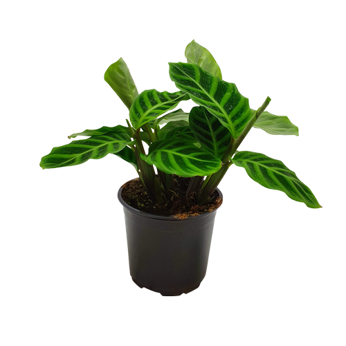 Calathea 'Zebrina'