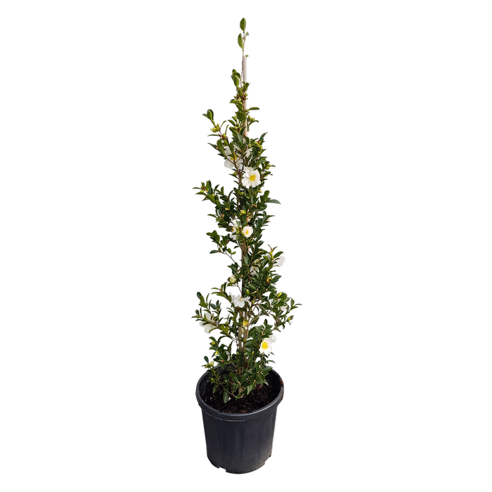 Camellia 'Setsugekka' 20ltr