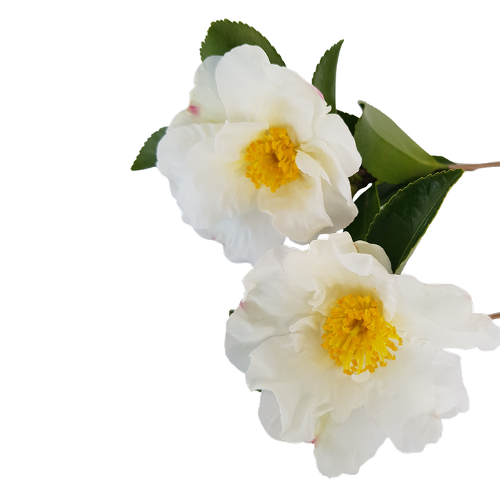 ?!label-Indicative photo