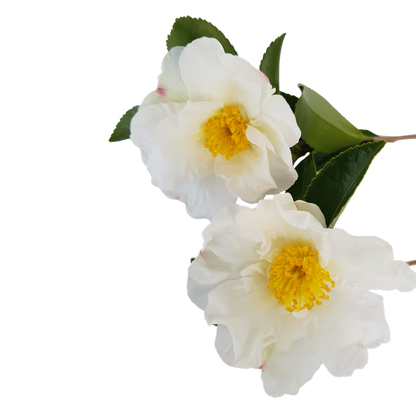 ?!label-Indicative photo