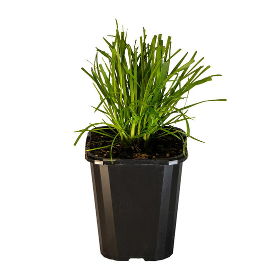 Catgrass 10cm
