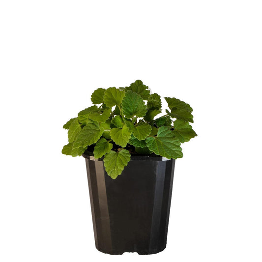 Catnip 10cm