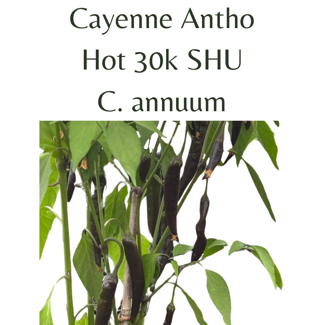 ?!label-Indicative photo