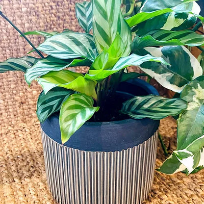 Ceramic Cover Pot (Dark Grey)