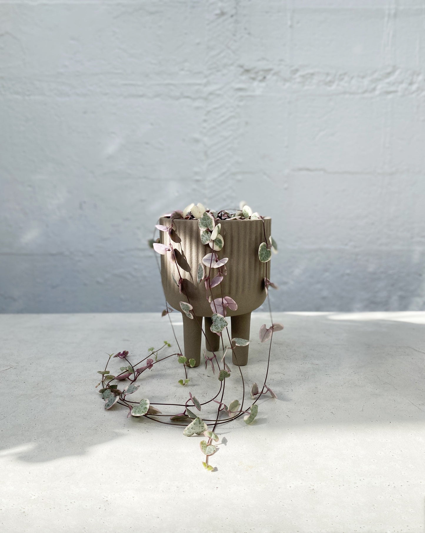 Hanging plant