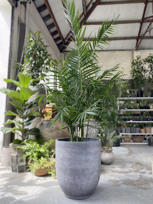 Chamaedorea hooperiana