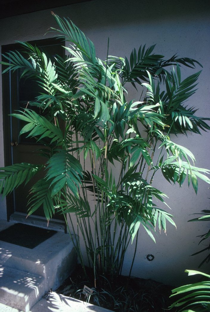 Hardy Bamboo Palm