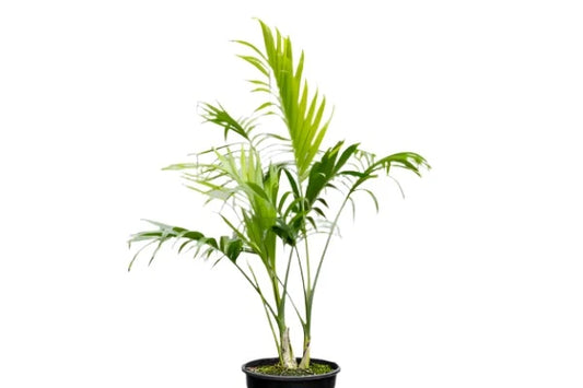 Cascade Palm