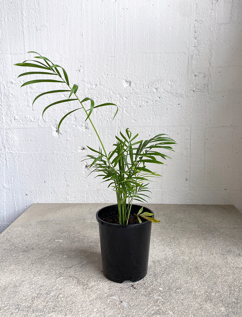 Chamaedorea elegans (Parlour Palm)
