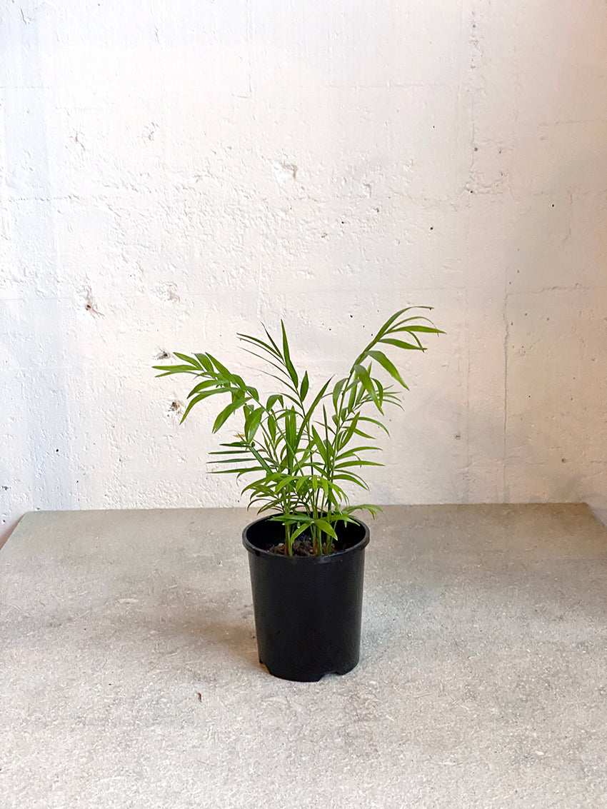 Chamaedorea elegans (Parlour Palm)