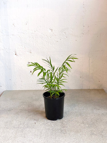 Chamaedorea elegans (Parlour Palm)