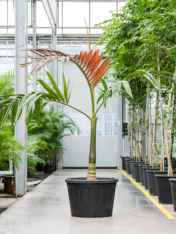 ?!label-Indicative photo