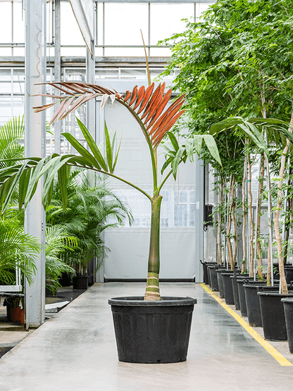 ?!label-Indicative photo