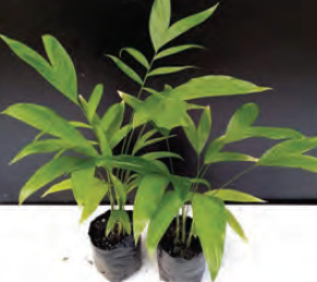 Chamaedorea microspadix | Hardy Bamboo Palm