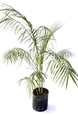 Hardy Parlour Palm