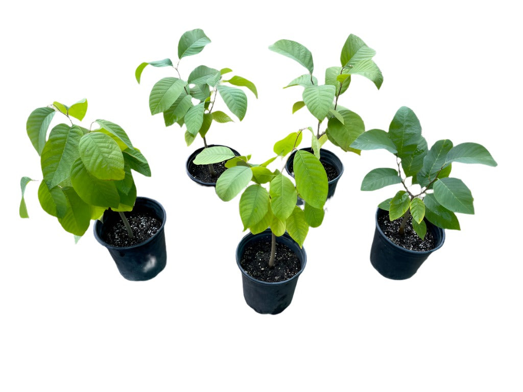 Assortment of five young potted Chrimoya seedlings