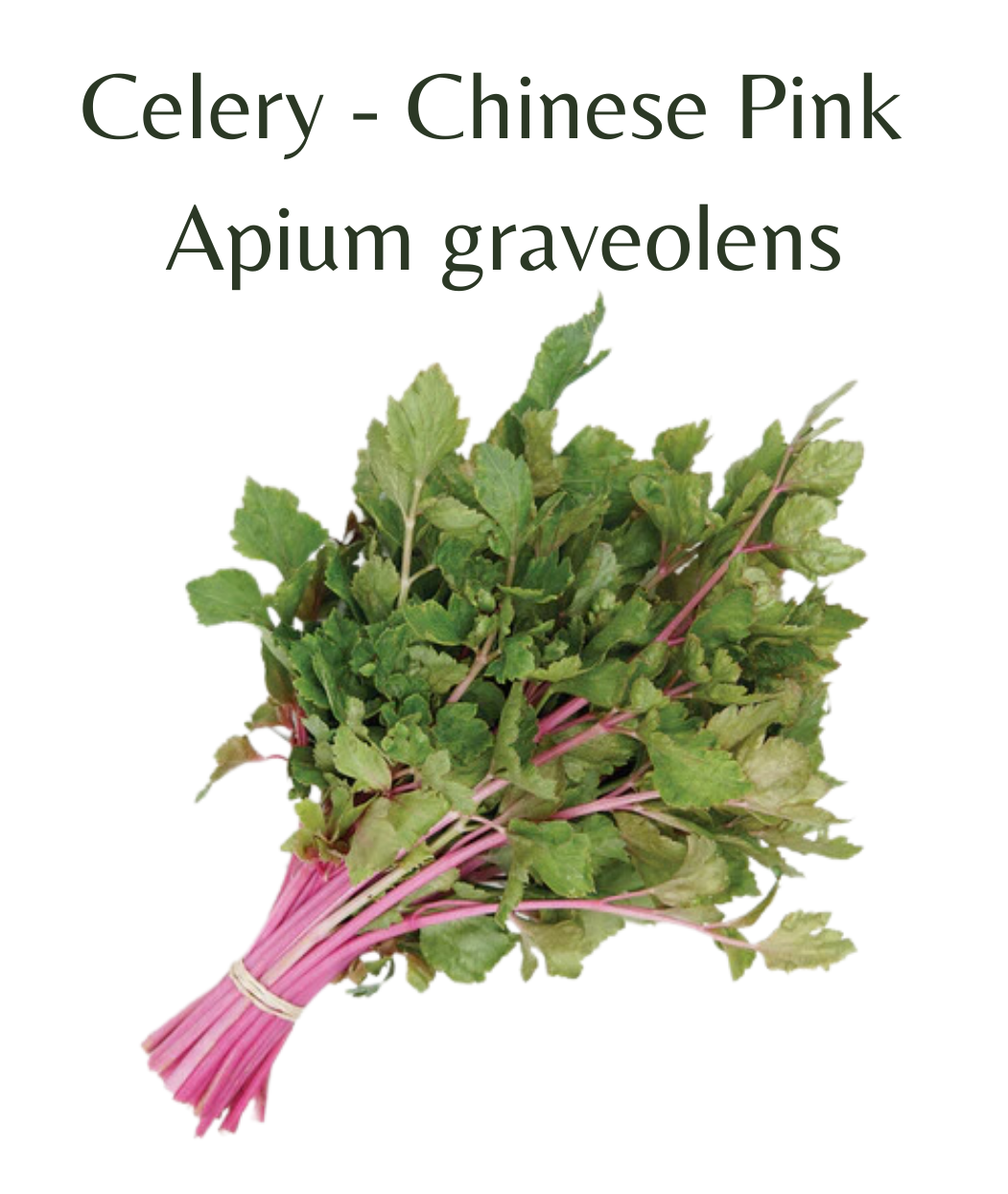 Chinese_Pink_Celery_150_seeds