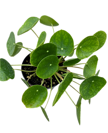 chinese money plant nz Chinese Money Plant – Jungle Story