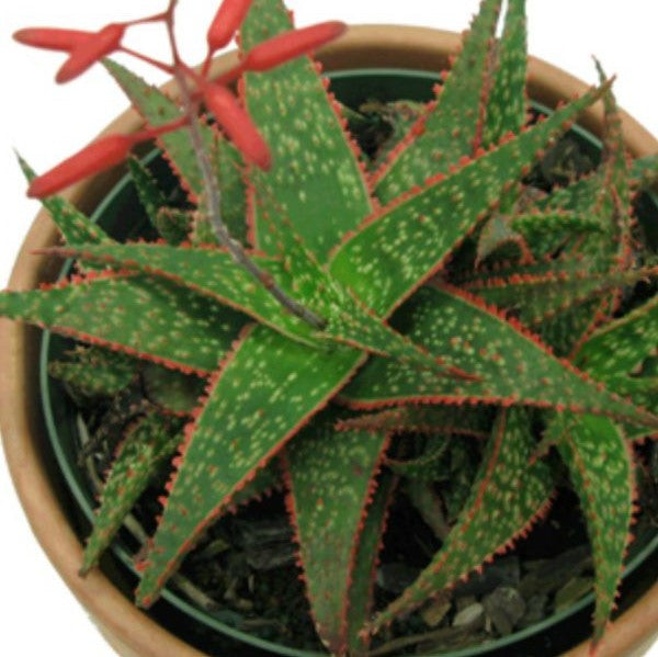 Aloe Christmas Carol