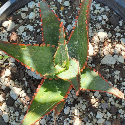 Aloe Christmas Carol