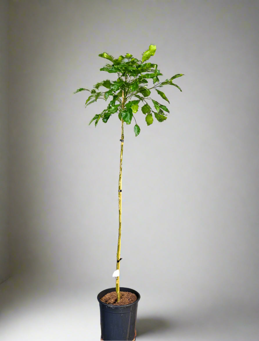 Kiyomi Tangor Orange x Satsuma Mandarin