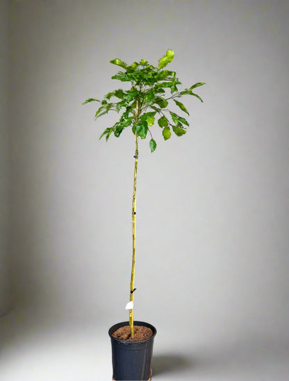 Kiyomi Tangor Orange x Satsuma Mandarin