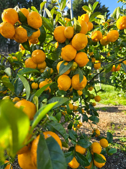 Kusaie Lime Tree (Kusaie Rangpur Tree)