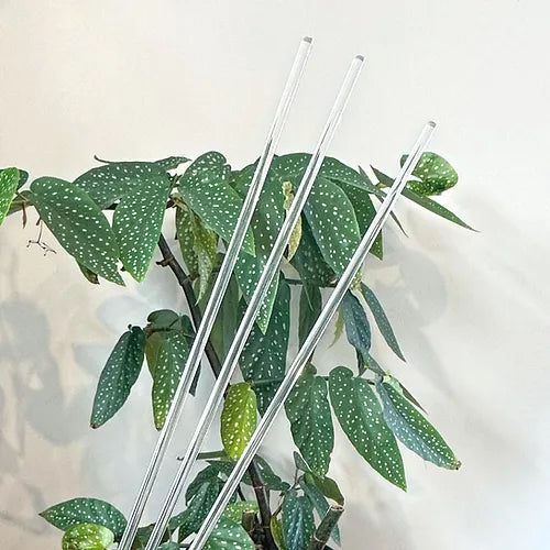 Clear Plant Support Stake