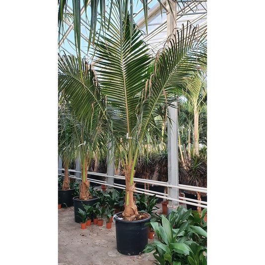 Medium-sized semi-mature Cocos nucifera (Coconut Palm) in a 5 litre pot, just beginning to show for formation of a trunk. Overall height from ground to tip of tallest leaves about 3 meters