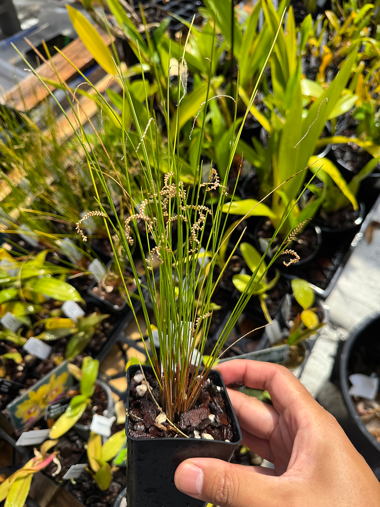 Coelogyne tenellum (syn. Dendrochilum tenellum)