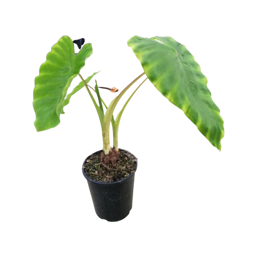 elephant ear plant nz Elephant Ear 'Maui Gold' for sale – Jungle Story
