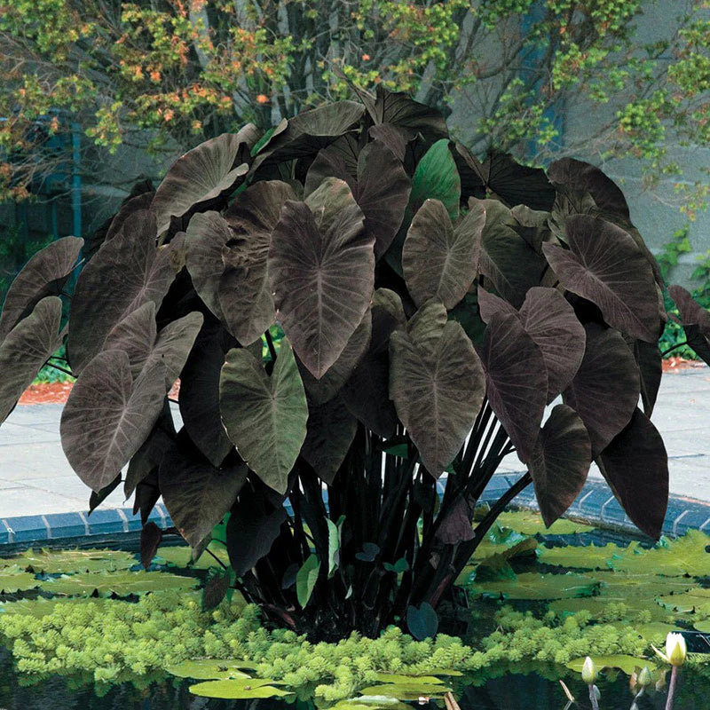 elephant ear plant nz Elephant Ear 'Black Magic' (Colocasia esculenta 'Black Magic') for sale – Jungle Story