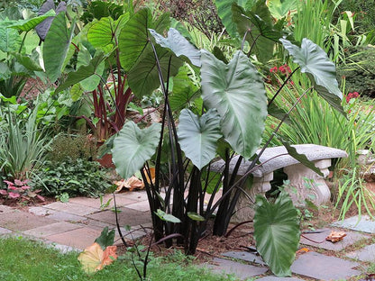 black stemmed elephant ear plant Alocasia nigrescens