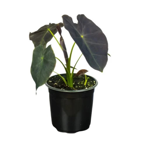 Small potted Colocasia Black magic showing deep green-to-purple coloured leaves