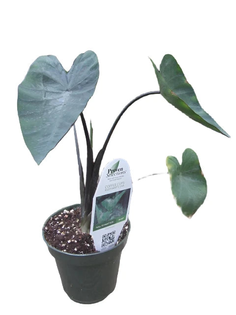 Colocasia esculenta 'Coffee Cups'