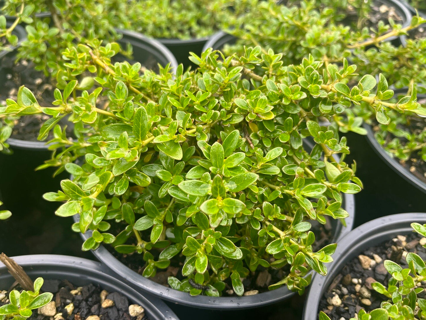 Coprosma repens 'Prostrata' 2.5ltr