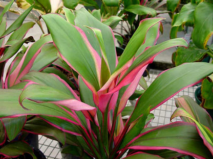 ?!label-Indicative photo