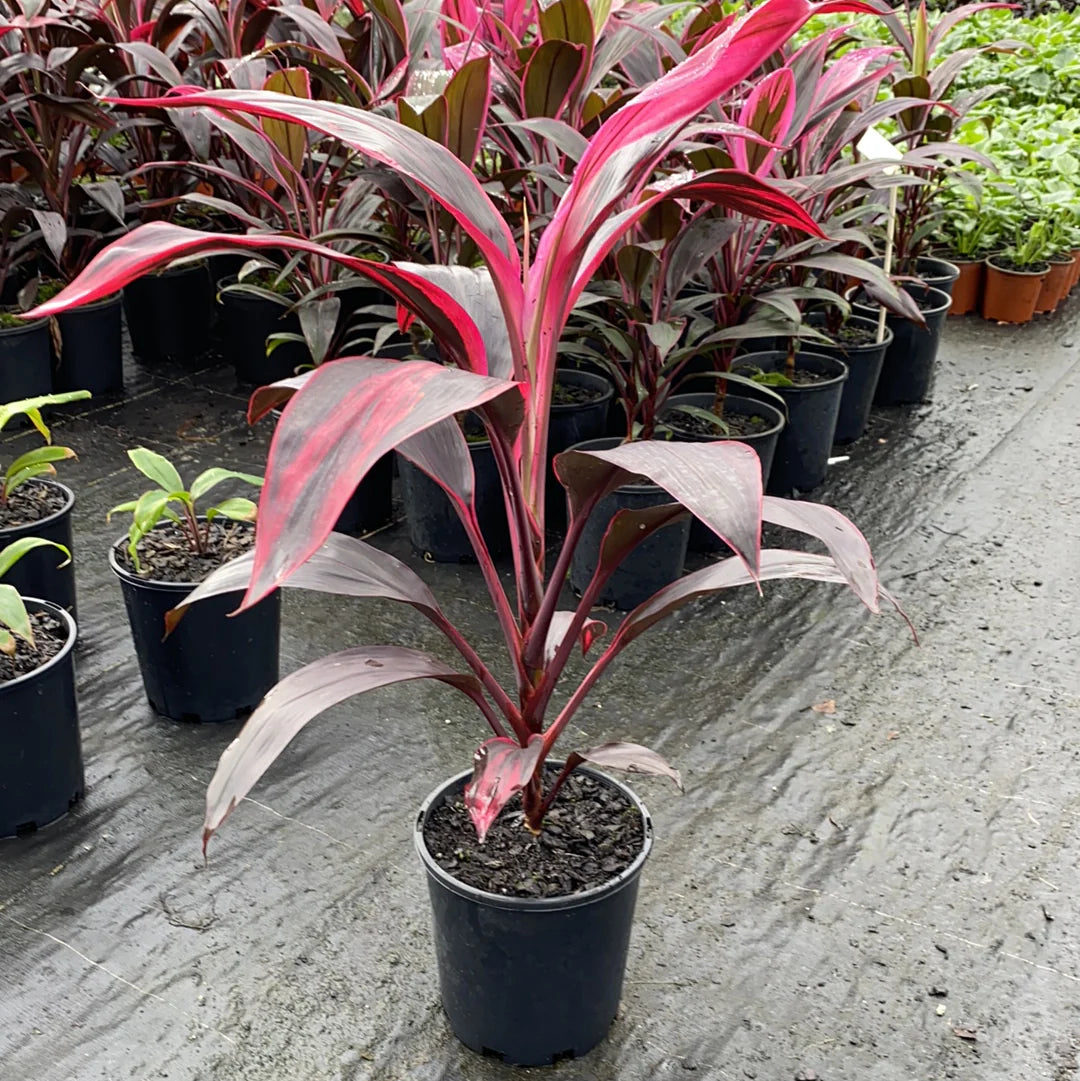 Cordyline 'John Klass Red'