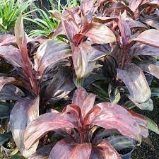 ?!label-Indicative photo