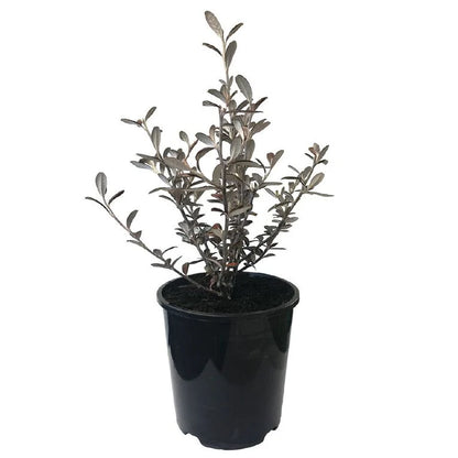 Corokia x virgata 'Frosted Chocolate' 1.9ltr