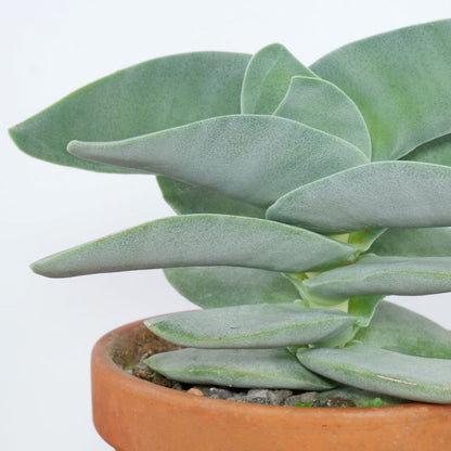 Crassula Falcata | Propeller Plant