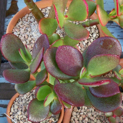 Crassula Ovata Ruby