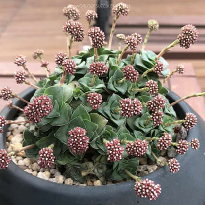 Crassula socialis | Ring Plant
