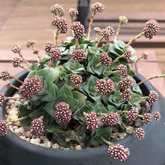 Crassula Socialis | Ring Plant