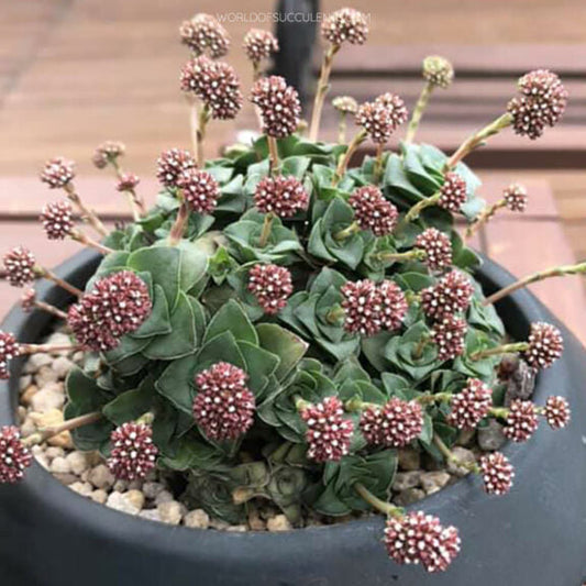Crassula Socialis | Ring Plant