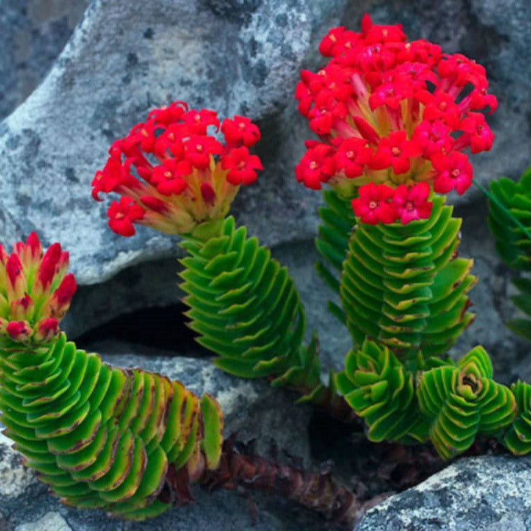 Crassula Coccinea | Red Crassula