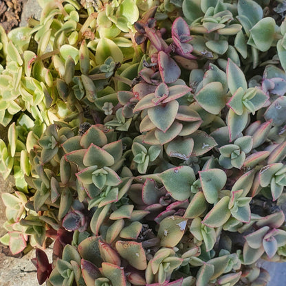 Crassula Pellucida variegata | Calico Kitten